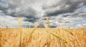 How does weather-based crop insurance protect farmers from the impact of climate change__