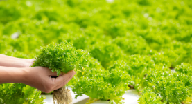 The pros and cons of soil-less farming systems_ hydroponics, the new frontier in sustainable agriculture_